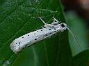 Yponomeuta cagnagella
