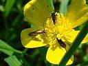 Micropterix calthella