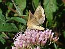 Diachrysia chrysitis