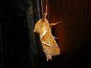 Triodia sylvina