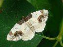 Ligdia adustata