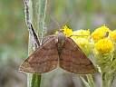 Scopula rubiginata