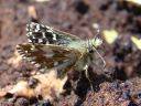 Pyrgus malvae