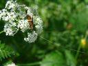 Nemophora degeerella