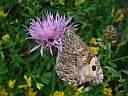 Hipparchia semele