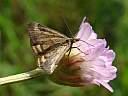 Pyrausta despicata