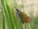 Thymelicus acteon