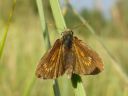 Thymelicus acteon