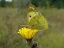 Colias hyale/alfacariensis