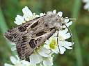 Agrotis vestigialis
