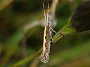 Plutella xylostella