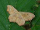 Idaea emarginata