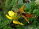 Thymelicus sylvestris