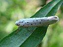 Yponomeuta padella