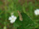 Nematopogon sp.