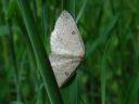 Cyclophora albipunctata