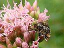 Prochoreutis sehestediana