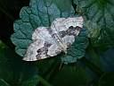 Xanthorhoe montanata