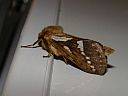 Pharmacis lupulina