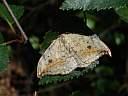 Drepana falcataria