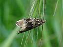 Celypha lacunana