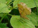 Cepphis advenaria