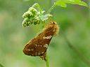 Phymatopus hecta