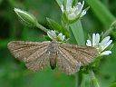 Eupithecia pygmaeata