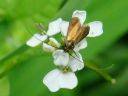 Cauchas rufimitrella