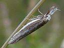 Pleurota bicostella