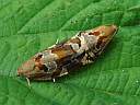 Archips xylosteana