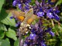 Macroglossum stellatarum