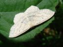 Scopula nigropunctata