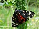 Callimorpha dominula