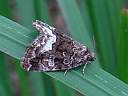 Deltote pygarga