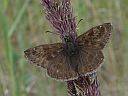 Erynnis tages