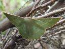 Thalera fimbrialis