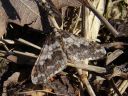 Agriopis leucophaearia