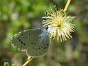 Lycaenidae: Celastrina argiolus