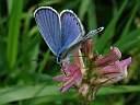 Plebejus argyrognomon