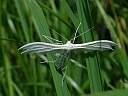 Pterophorus pentadactyla