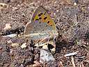 Lycaena phleas