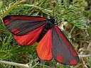 Tyria jacobaeae