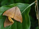 Watsonalla binaria