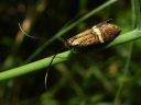 Nemophora degeerella