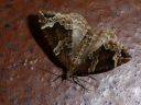 Eulithis prunata
