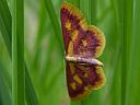 Idaea muricata